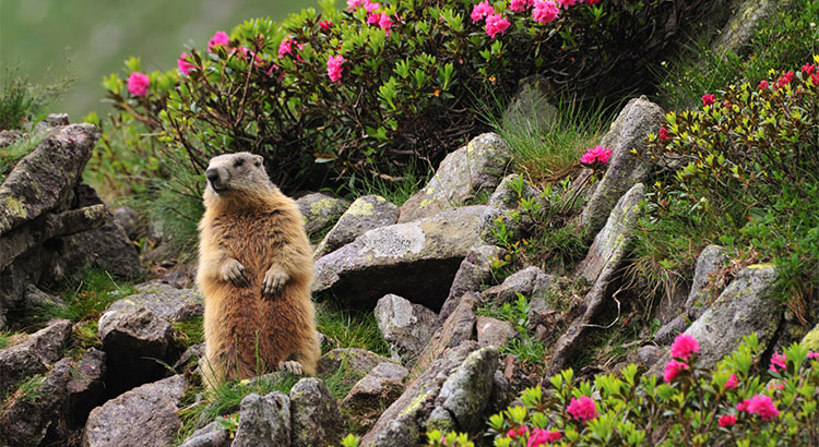 No Matter What the Groundhog Says, Here are 5 Reasons to Sell Before Spring! | Simplifying The Market